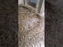 Pabrik Pelet Vertikal Sekam Padi 5Ton/H Mesin Pelet Mati Cincin Biomassa Dengan Mesin Pengemas